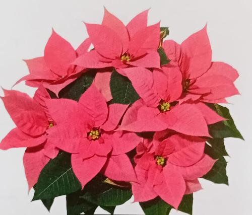 Beauty Pink V.15 in terracotta