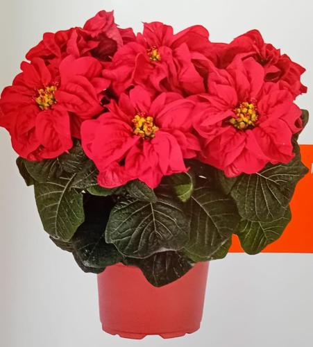 Whinter Rose V.15 in terracotta V.12 in plastica
