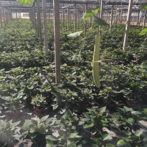 Zucchina per lotta biologica